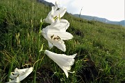 16 Giglio di monte (Paradisia liliastrum)